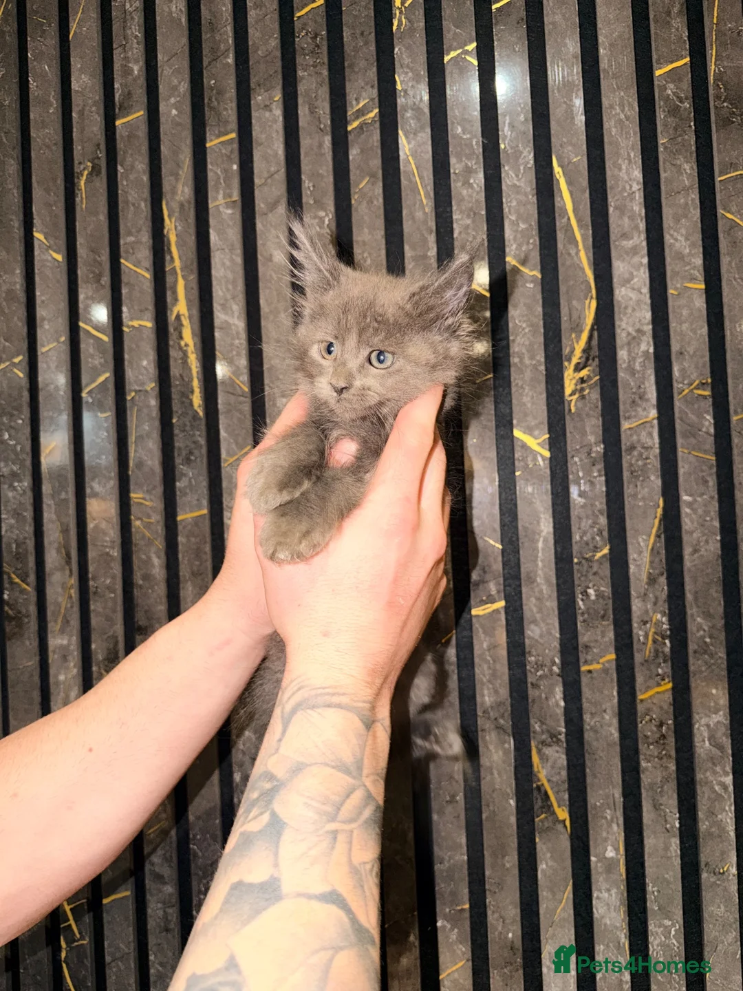 Maine Coon cats for sale: LAST 3 BEAUTIFUL MAINECOON KITTENS - Advert 2