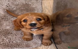 Cockalier dogs for sale: Gorgeous Cockalier Puppies… - Image 10