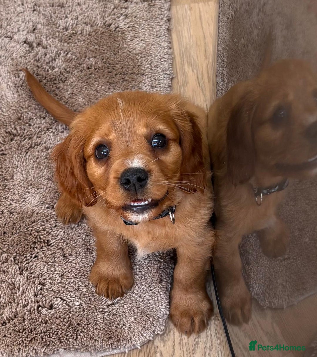 Cockalier dogs for sale: Gorgeous Cockalier Puppies… - Image 10