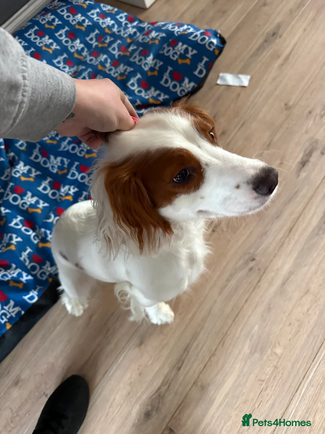 Cocker Spaniel dogs for sale: 1 year old Female cocker spaniel  - Advert 4