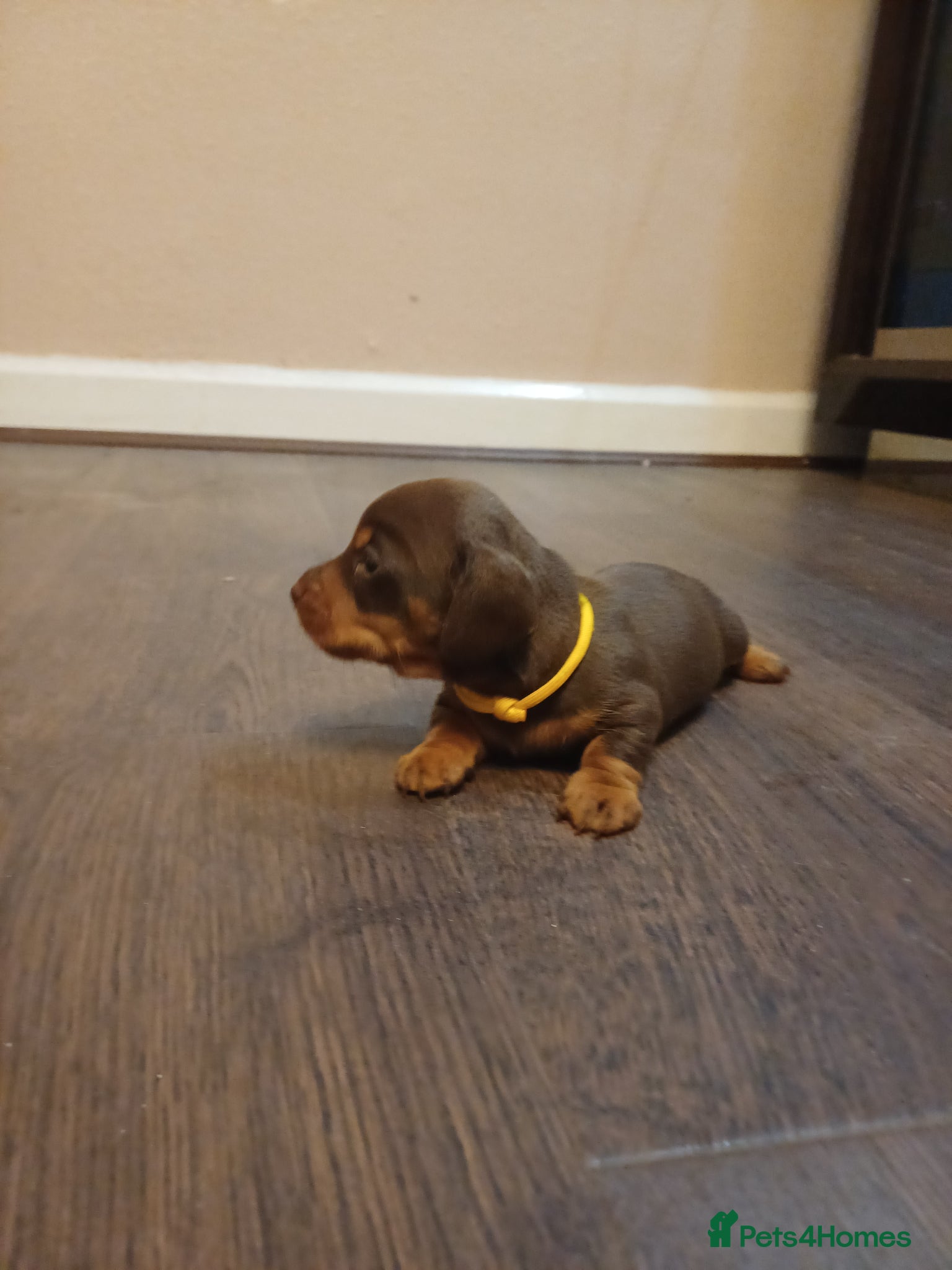 Miniature Dachshund dogs Beautiful chocolate & tan miniature dachshunds - Advert 2