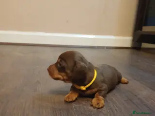 Miniature Dachshund dogs Beautiful chocolate & tan miniature dachshunds - Advert 16
