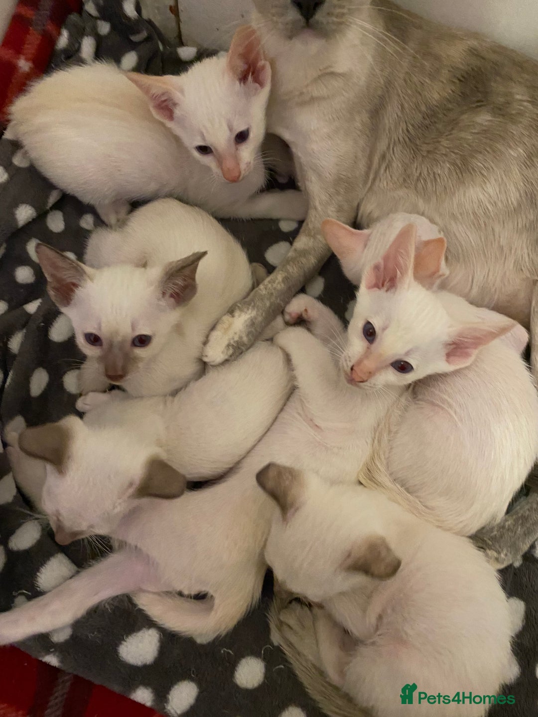 Siamese cats for sale: Siamese kittens for sale  - Advert 6