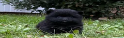 Pomeranian dogs for sale: Rare Blue eye Merle, husky type Black pomeranians  - Advert 4