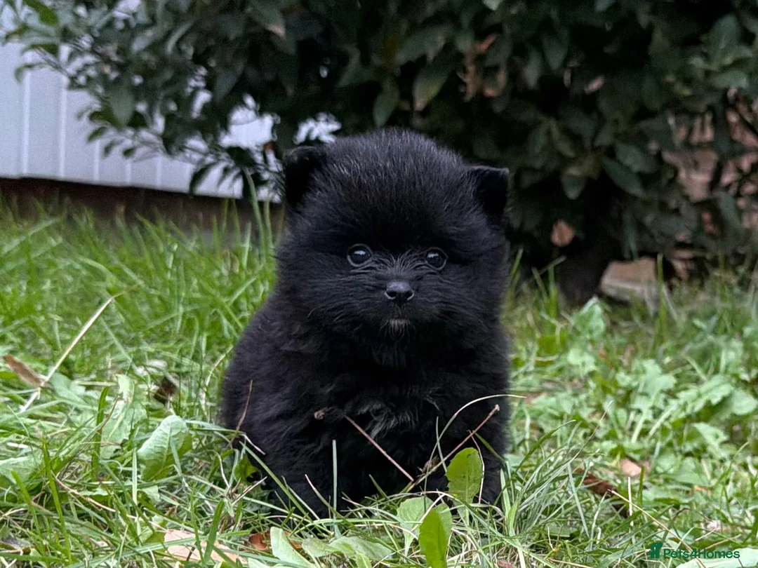Pomeranian dogs for sale: 🩷 only 1 left Rare black pomeranian girl🩷 - Advert 2