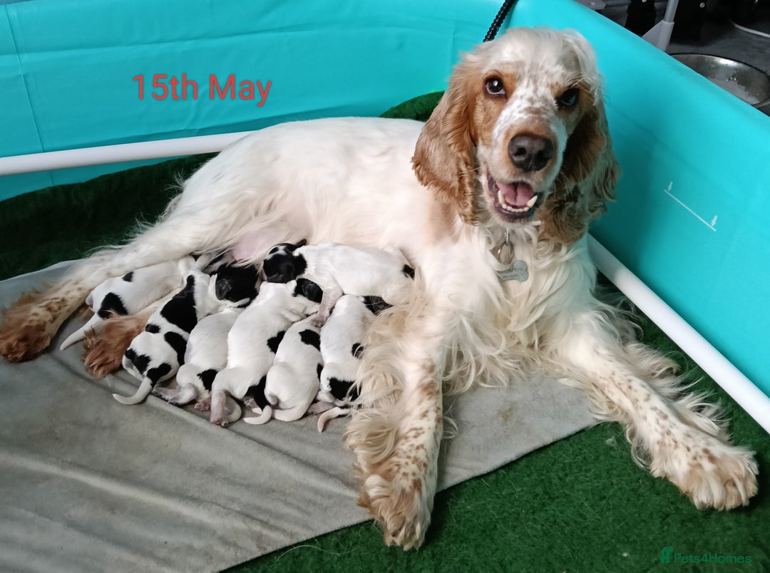 Cocker Spaniel dogs for sale: Blue Roan Show Cocker Spaniels  in Bathgate - Image 3