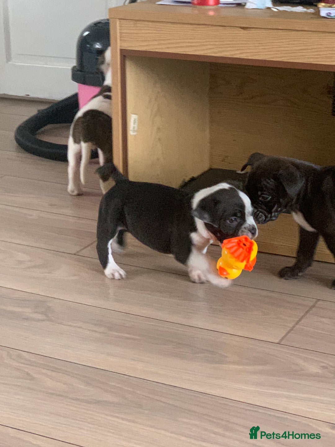 Shorty Bull dogs for sale: Proper pocket bully’s - Advert 29