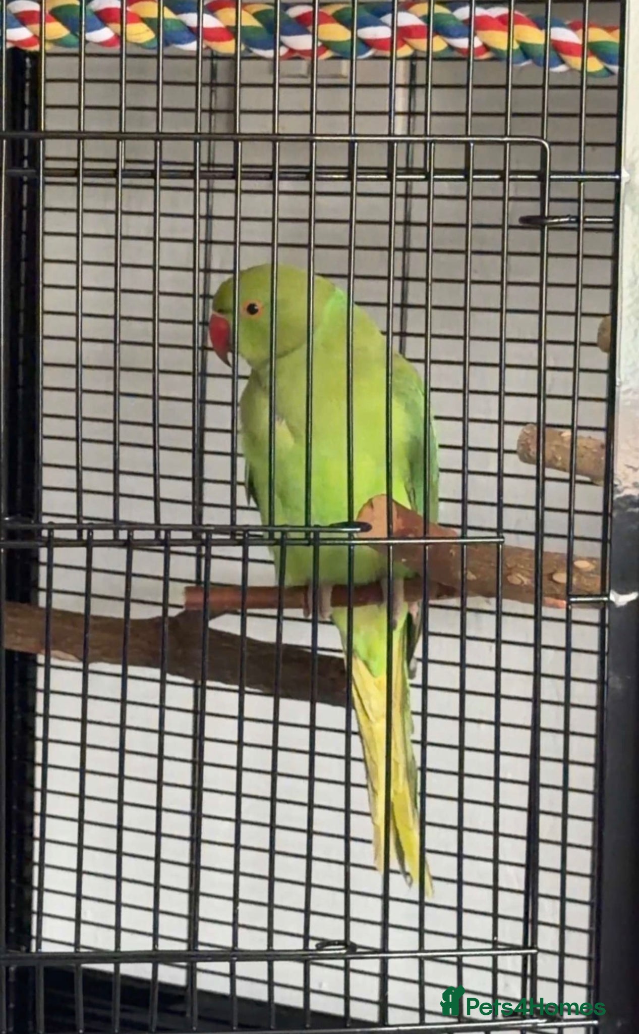Ringnecks birds RingNeck talking parrot  - Advert 1