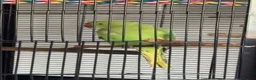 Ringnecks birds for sale: Rio - RingNeck talking parrot  in Pembroke Dock - Advert 4