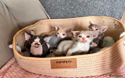 Devon Rex cats for sale: Adorable pure Devon Rex kittens  - Image 3