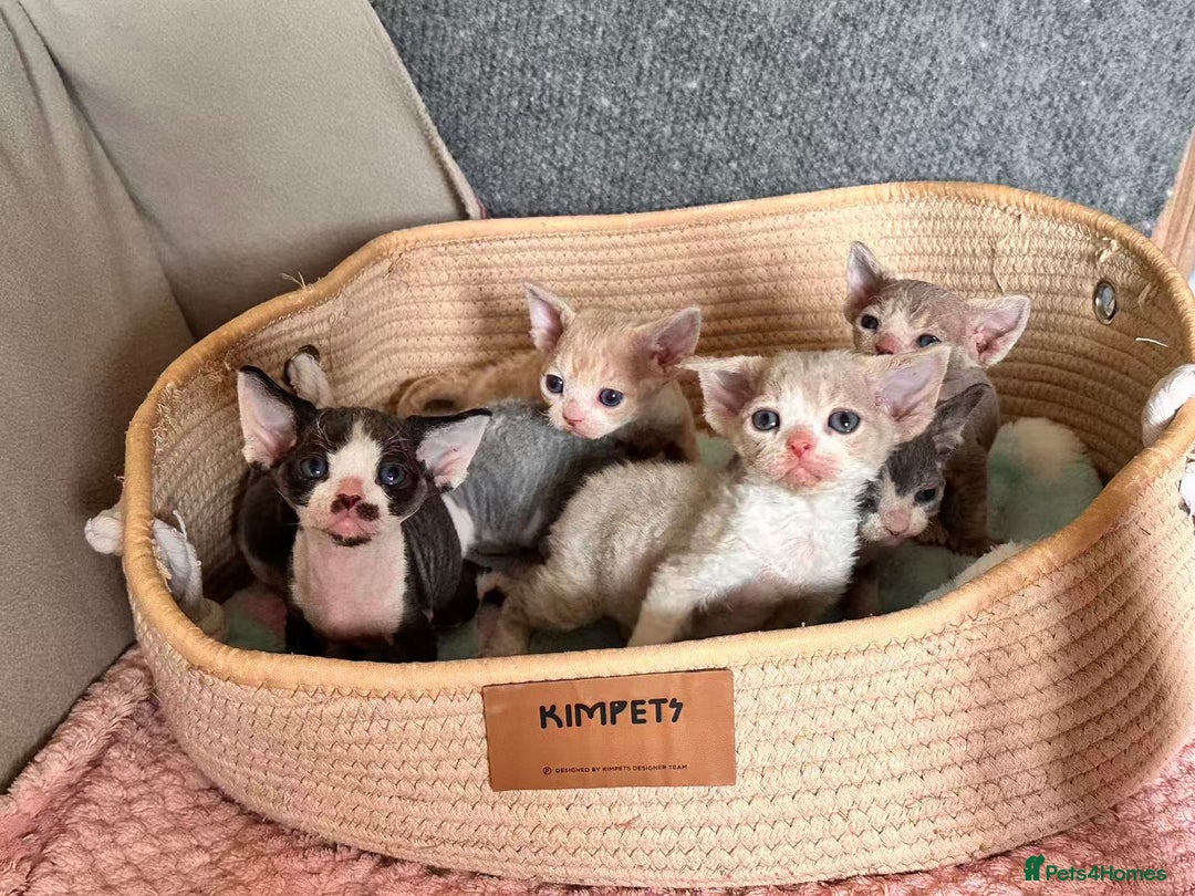Devon Rex cats for sale: Adorable pure Devon Rex kittens  - Image 3