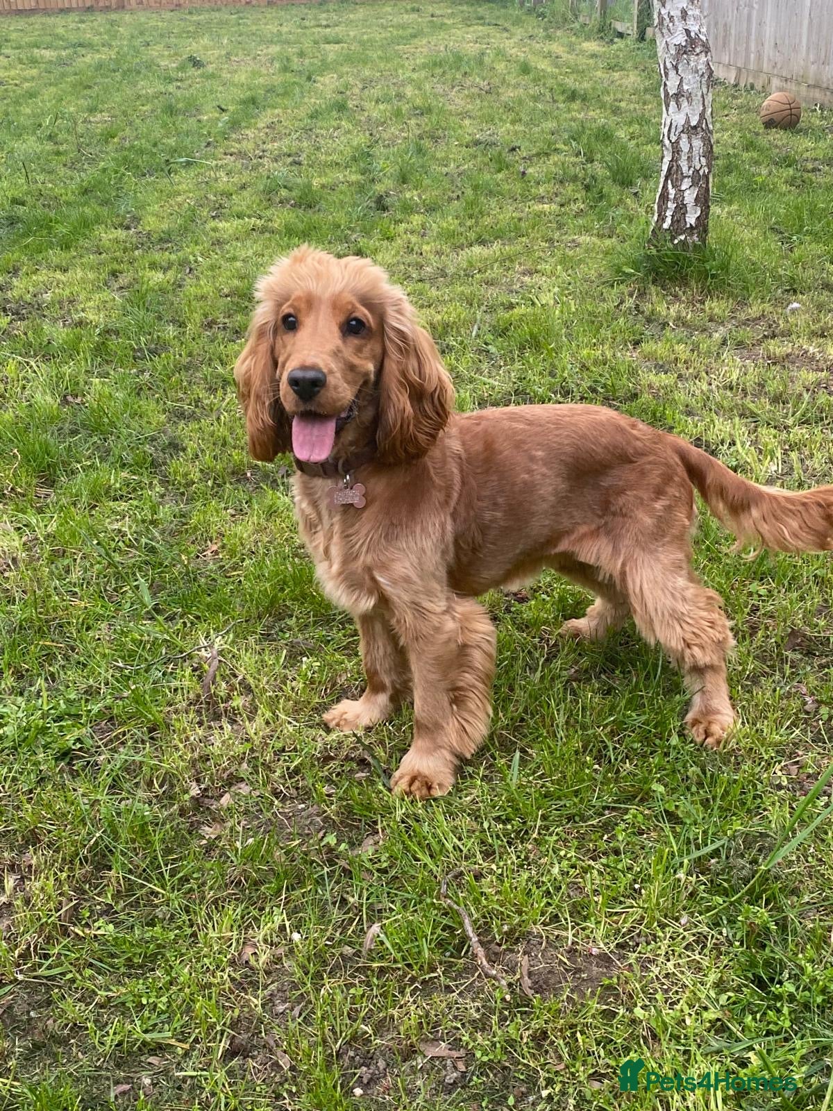 Cocker Spaniel dogs FEMALE SHOW COCKER SPANIEL ( LADY )  - Advert 1