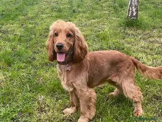 Cocker Spaniel dogs FEMALE SHOW COCKER SPANIEL ( LADY ) - Advert 1