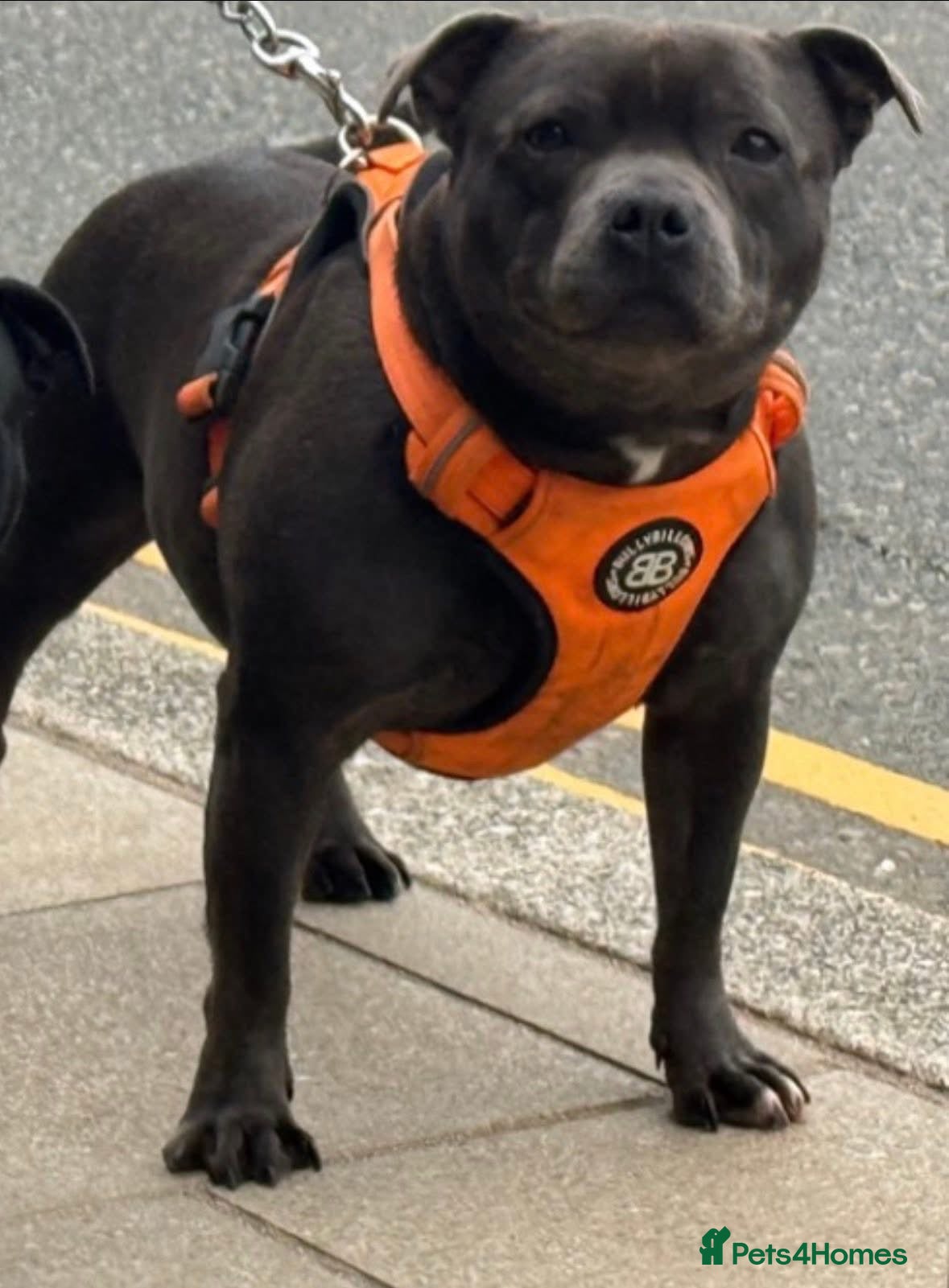 Staffordshire Bull Terrier dogs Male staffordshire bullterrier💙 - Advert 1