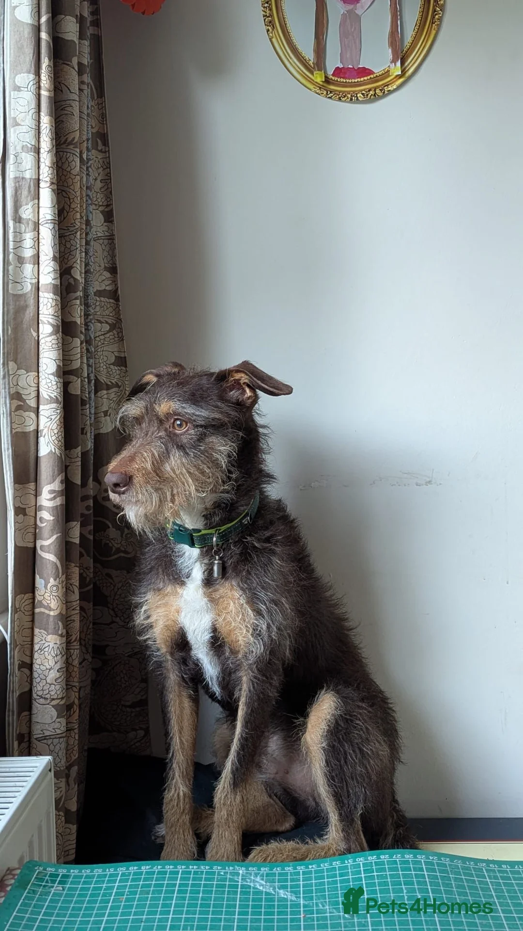 Mixed Breed dogs for adoption: URGENT🚨🐾 - Advert 2