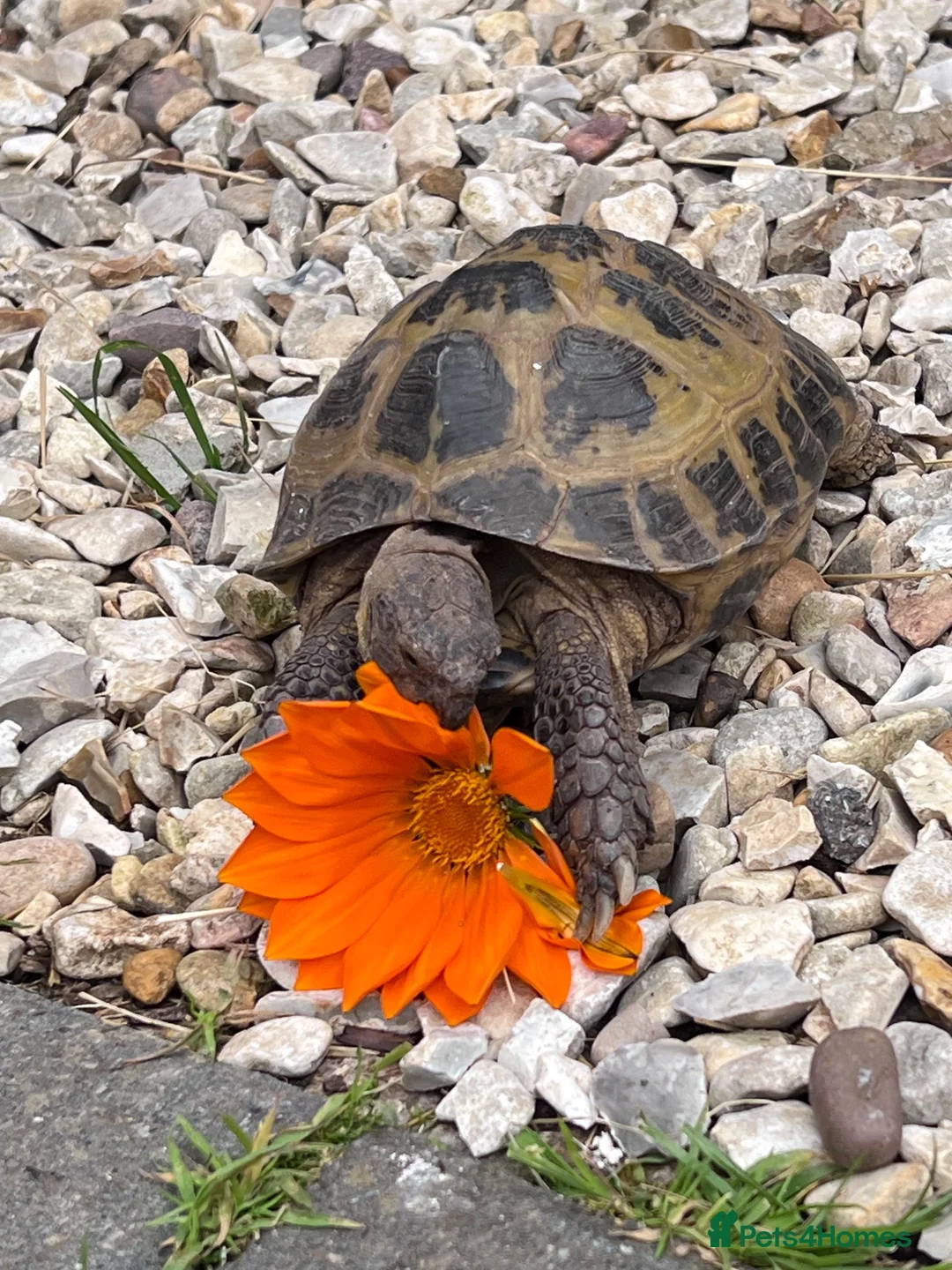 Tortoise reptiles for sale: 9 year old female Horsefield Tortoise  in Goole - Advert 5