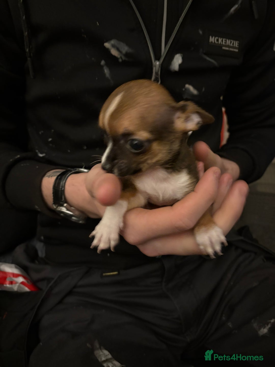 Mixed Breed dogs for sale: Jackawawa pups  - Advert 25