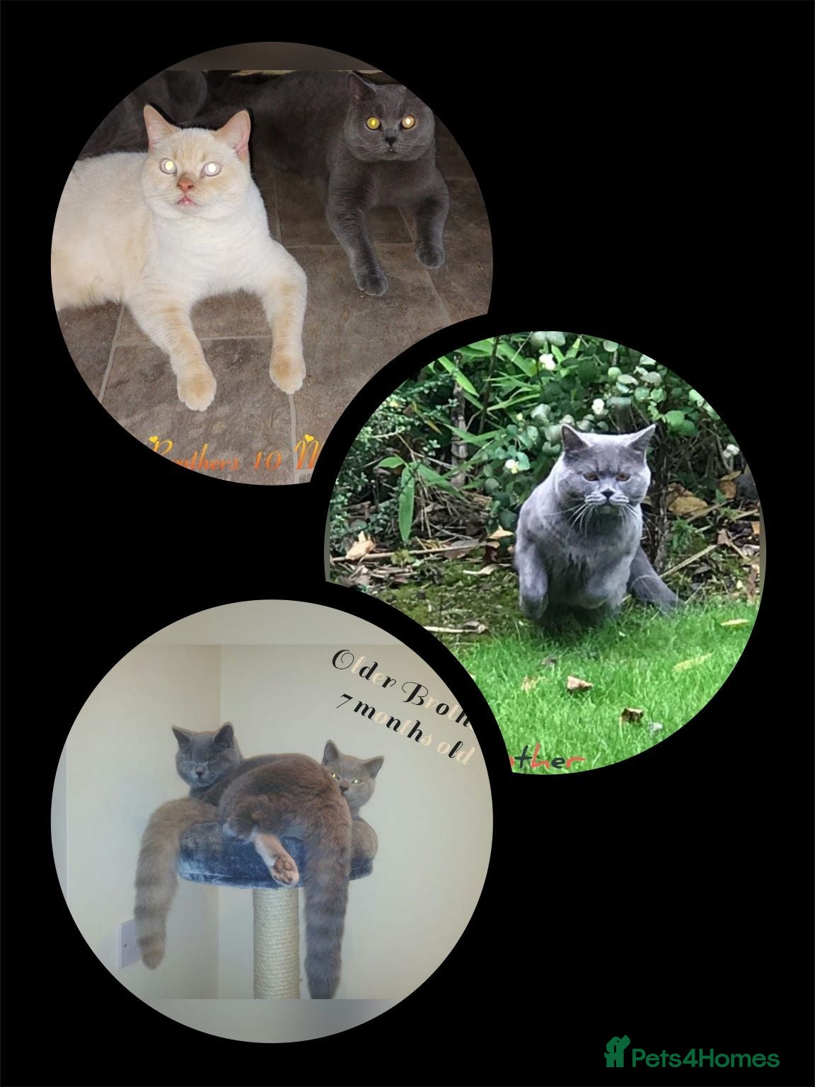 British Shorthair cats  😻 British Shorthair Kittens 😻 - Advert 2