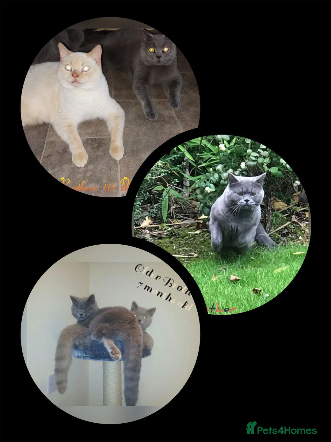 British Shorthair cats for sale:  😻 British Shorthair Kittens 😻 - Advert 2