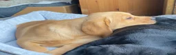 Labrador Retriever dogs for sale: KC Registered Labradors - Advert 7
