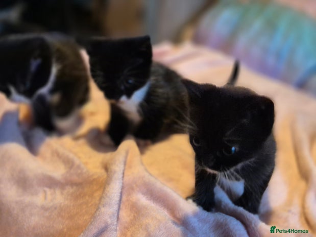 Mixed Breed cats 3 cute kittens for sale - Advert 1