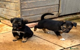 Mixed Breed dogs for sale: Sprollie x husky puppies  - Image 26