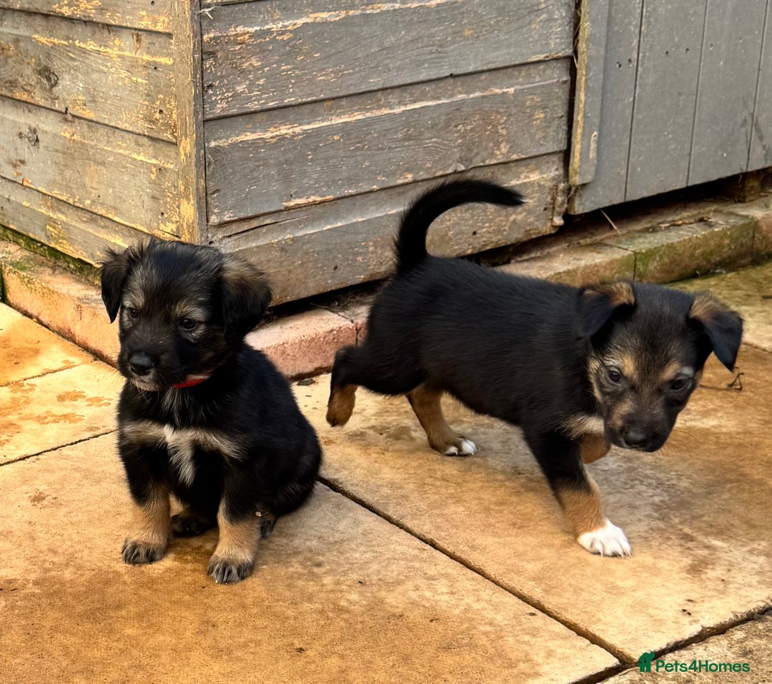 Mixed Breed dogs for sale: Sprollie x husky puppies  - Image 26