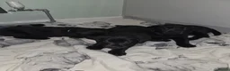 Labrador Retriever dogs for sale: Black lab puppies in Ipswich - Advert 8