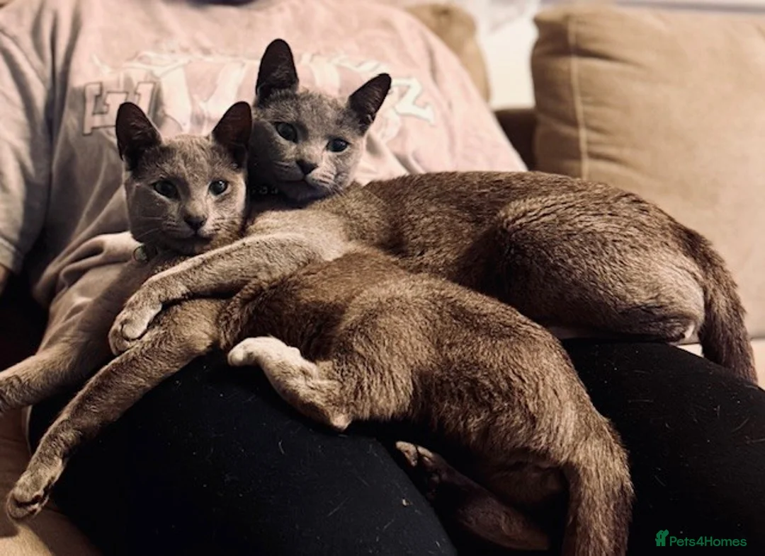 Russian Blue cats for sale: **Pure Breed Russian Blue Kittens** - Advert 3