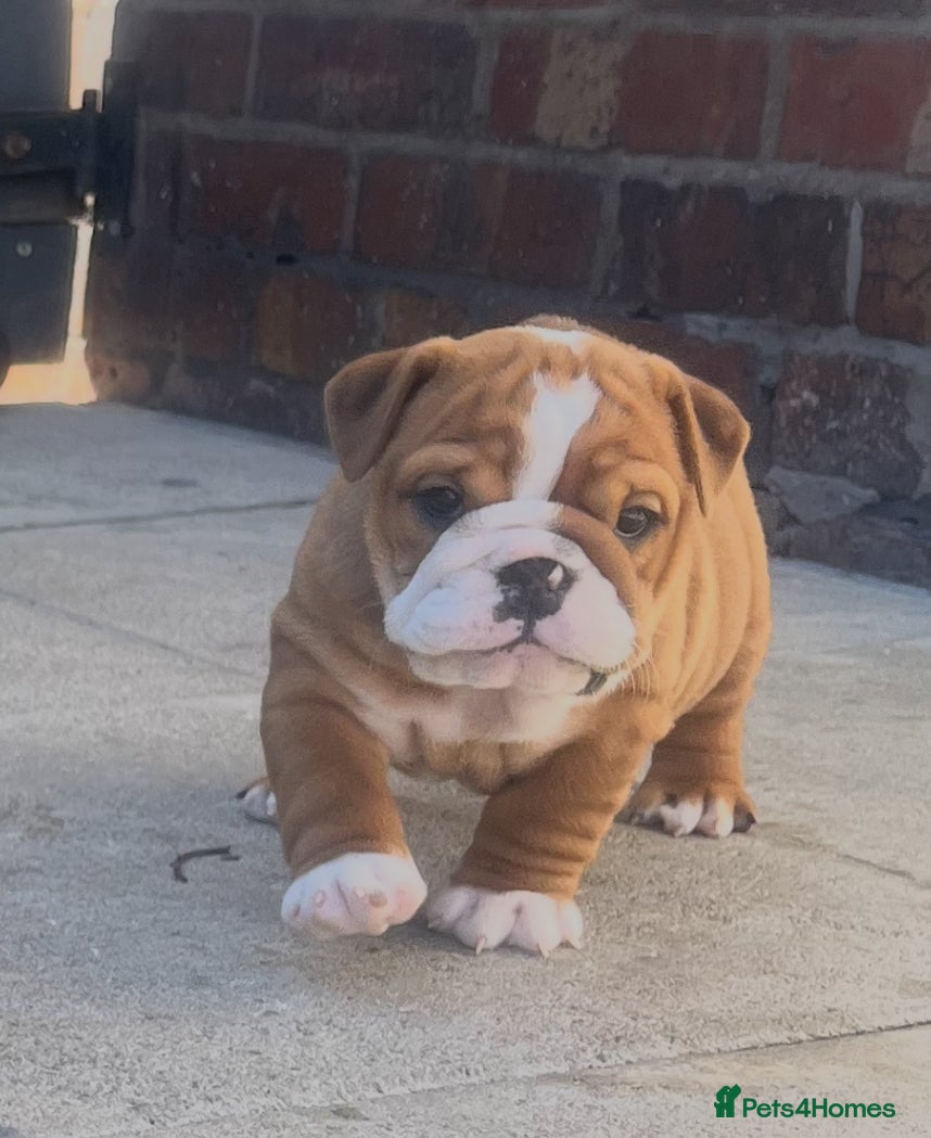 English Bulldog dogs 5 standard bulldogs silver health tested parents  - Advert 1