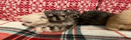 Pomeranian dogs for sale: Stunning Pomeranian puppys - Advert 15