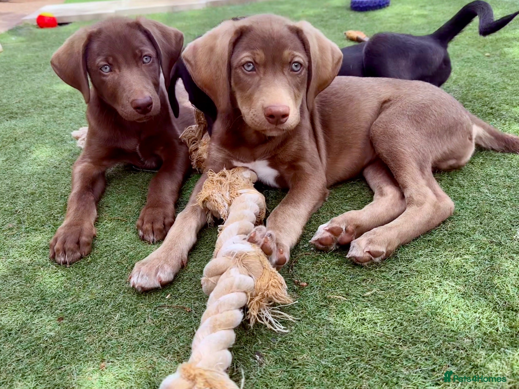 Mixed Breed dogs ❤️ READY GORGEOUS HUSKY SHEPHERD X WEIM BOY PUPPY  - Advert 4