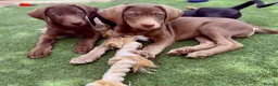 Mixed Breed dogs for sale: ❤️ READY GORGEOUS HUSKY SHEPHERD X WEIM BOY PUPPY  - Advert 8