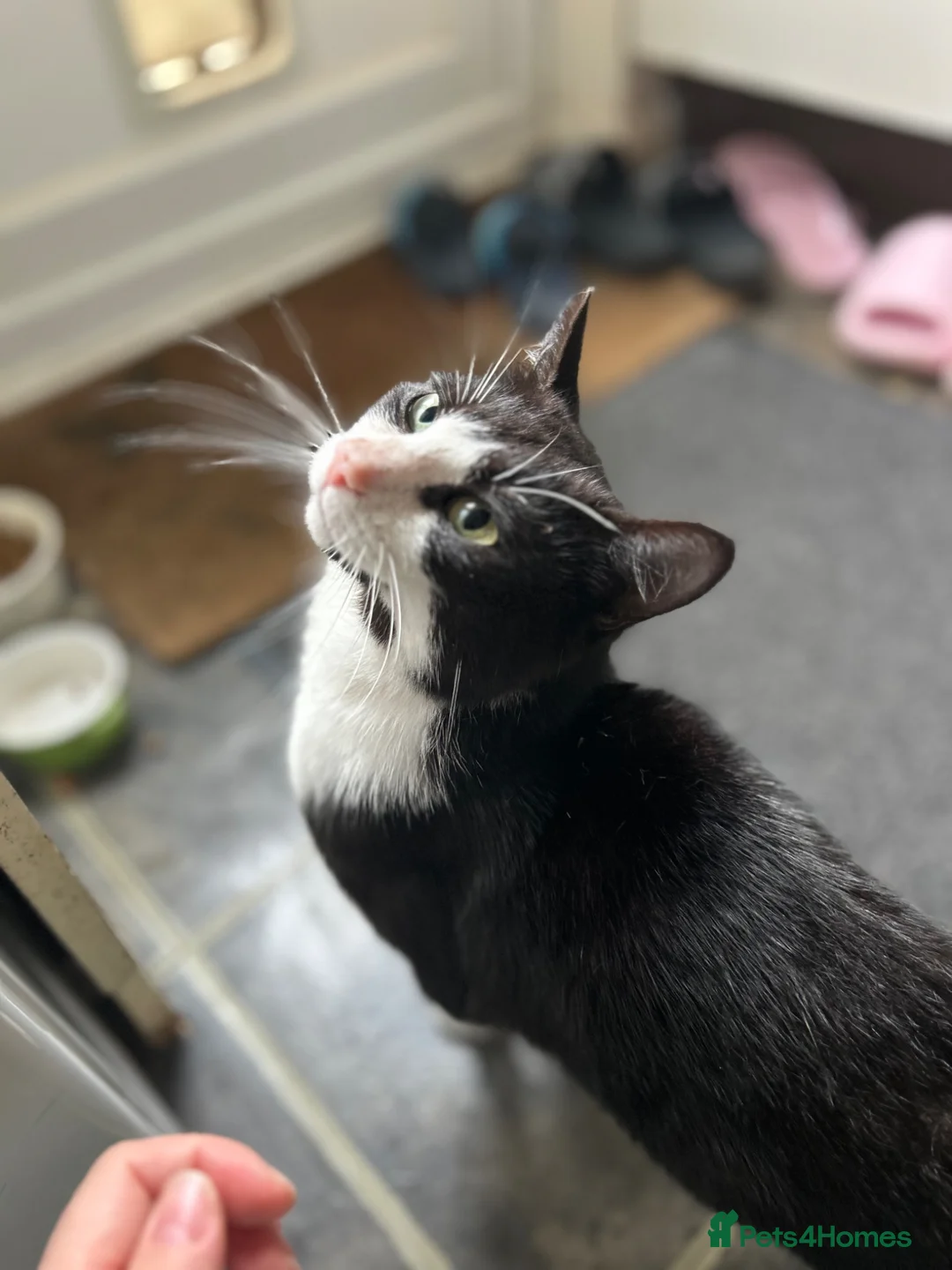 European cats for sale: Cat boy  in Addlestone - Advert 2