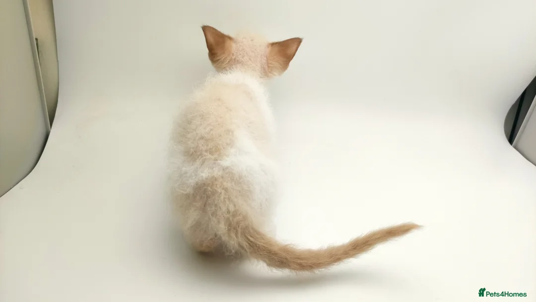 LaPerm cats for sale: Curly LaPerm kittens GCCF reg  - Advert 29