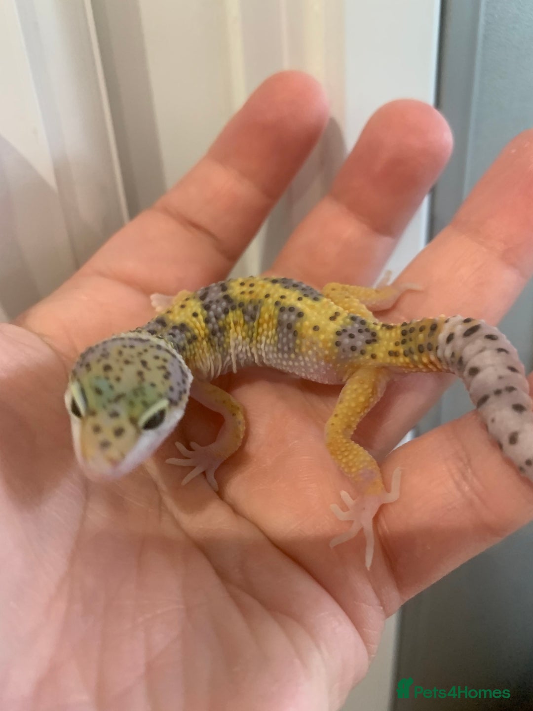 Leopard Gecko reptiles for sale: Leopard gecko babies  - Image 5