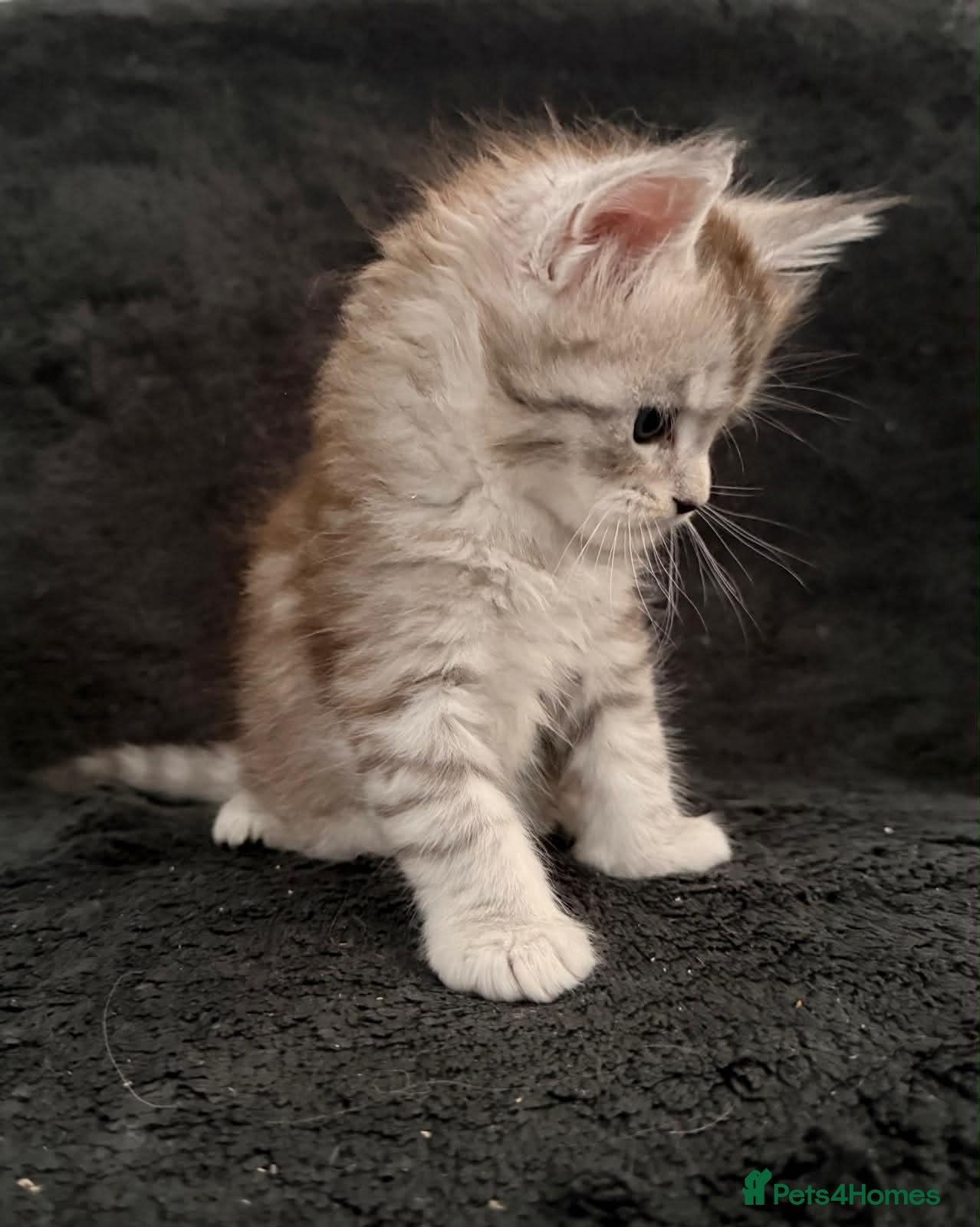 Maine Coon cats 🐾 TICA-Registered XXL Maine Coon Kittens 🐾 - Advert 2