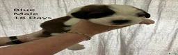 Saint Bernard dogs for sale: Pedigree St Bernard Pups in Blackwood - Advert 2
