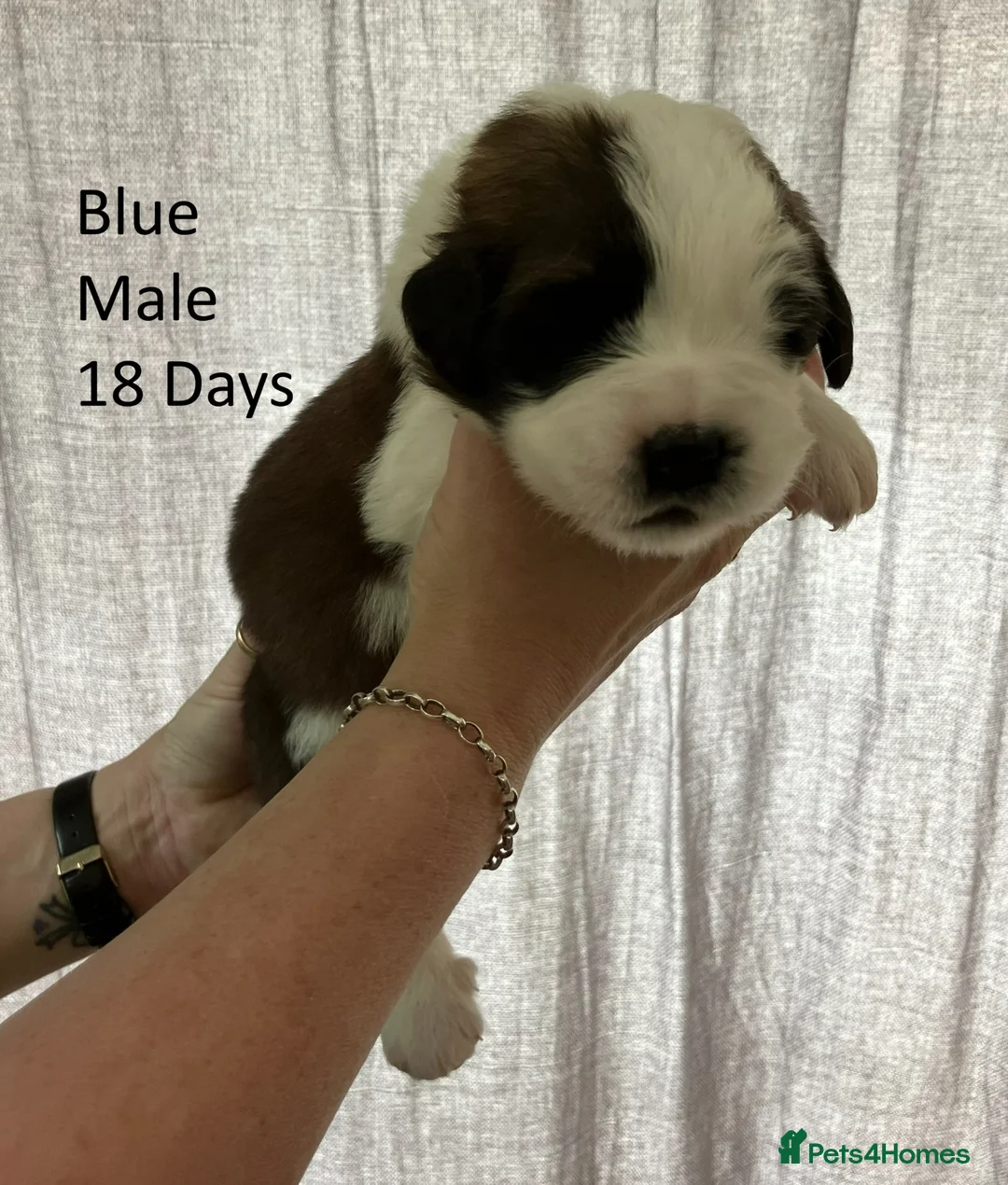 Saint Bernard dogs for sale: Pedigree St Bernard Pups in Blackwood - Advert 2