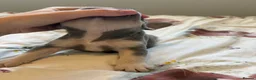 French Bulldog dogs for sale: KC Registered french bulldogs  - Advert 24