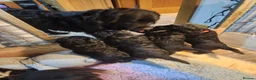 Bernedoodle dogs for sale: Gorgeous Bernedoodle pupd in Ballyclare - Advert 1