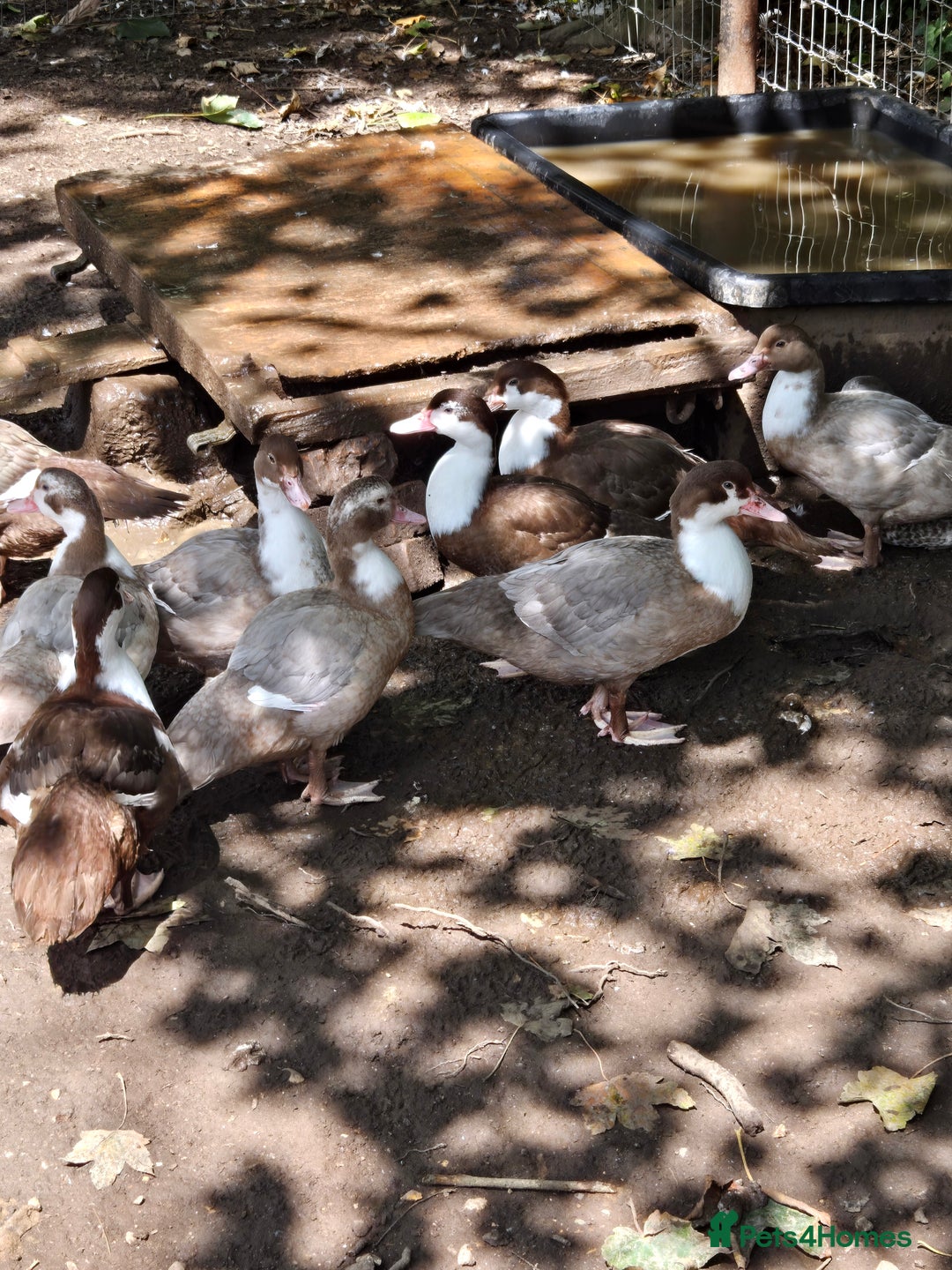 Ducks poultry for sale: Young Muscovy Ducks - Image 3