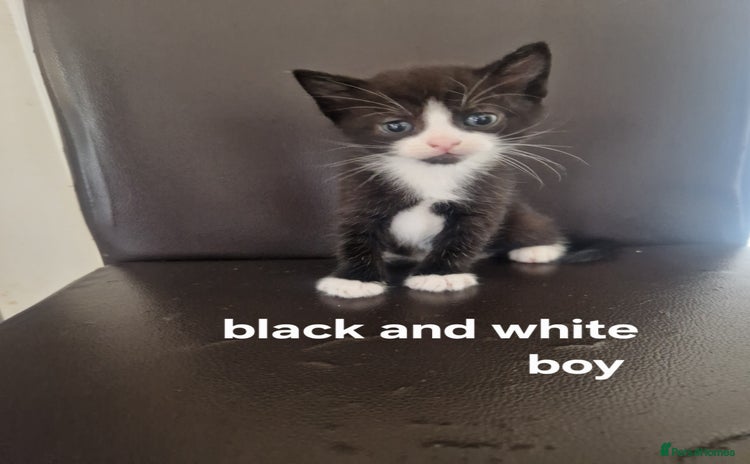 Domestic Shorthair cats - Advert 1