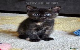 Domestic Shorthair cats for sale: Domestic shorthair kittens - taking reservations   - Image 5