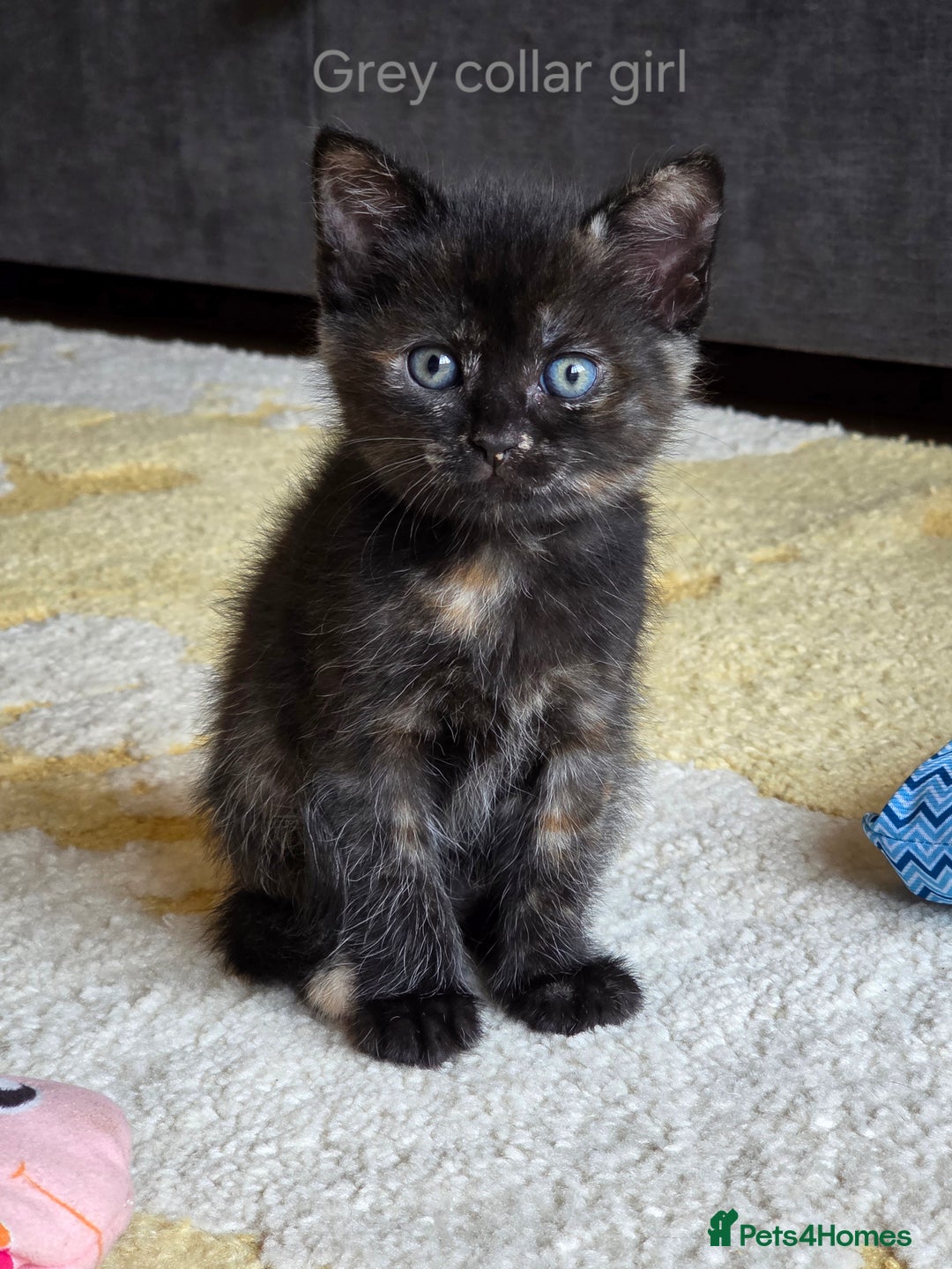 Domestic Shorthair cats for sale: Domestic shorthair kittens - taking reservations   - Image 5