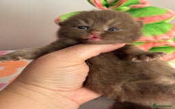 British Shorthair cats for sale: 🧶🍩Chocolate BSH boys ⭐️💎GCCF reg  - Image 10