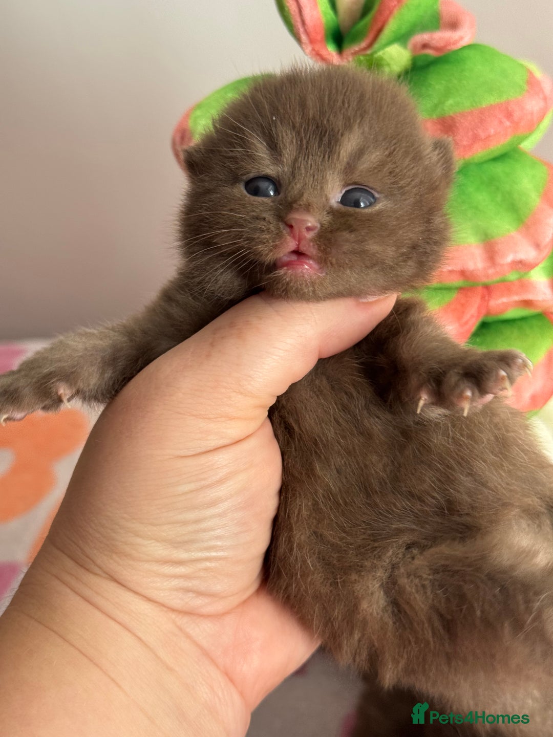 British Shorthair cats for sale: 🧶🍩Chocolate BSH boys ⭐️💎GCCF reg  - Image 10