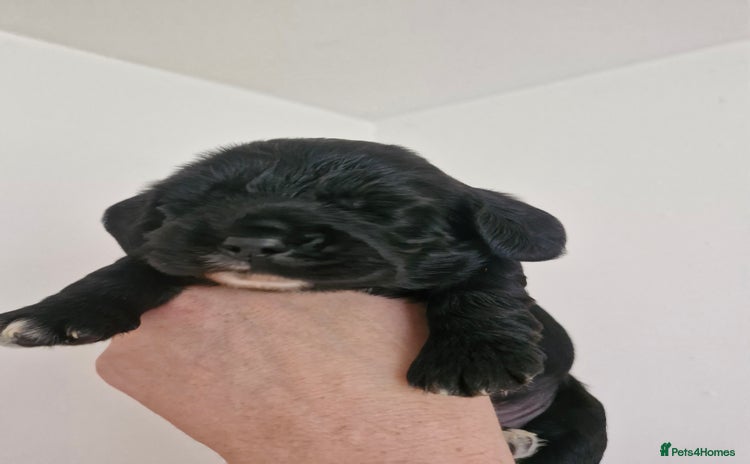 Mixed Breed dogs - Advert 15