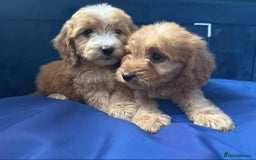 Cockapoo dogs for sale: Ready to go adorable cockapoo puppies  - Image 10