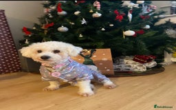 Bichon Frise dogs for sale: Pure Bichon frise for sale in Bromsgrove  in Bromsgrove - Image 16